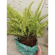 Nephrolepis exaltata cv. Vintage Lace (Golden) (L)