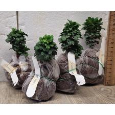 Аглайя одората Карлик / Aglaia odorata Dwarf (S) 3