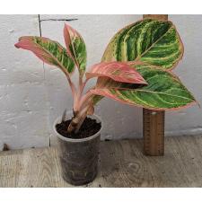 Аглаонема Пинки Пай / Aglaonema Pinky Pie A-47