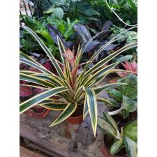 Ananas Comosus 'variegatus'