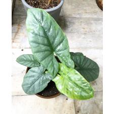 Alocasia heterophylla 'Corazon 1.7" B42 ps.Februar22