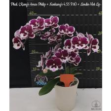 Phal. (Kung's Amar Philip x Nankung's 4.55 PM) x Lioulin Hot Lip 2.5" B25 april