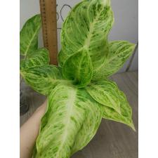 Aglaonema Silver Rose A-72