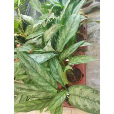 Aglaonema Sethee Ngern Laan  101 - 102