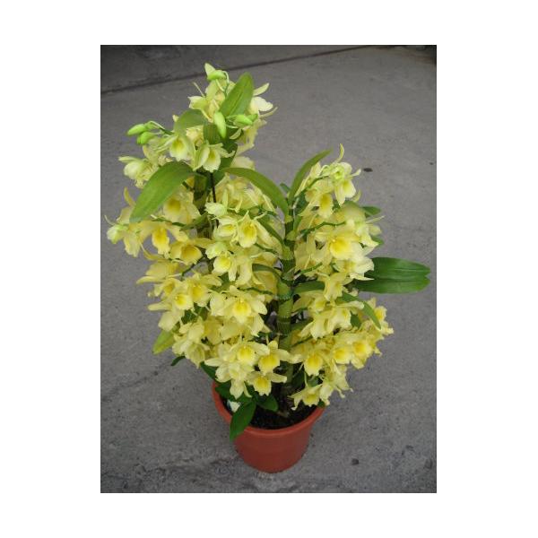 Дендробиум Йеллоу Сонг ‘Кэнди’ / Den. Yellow Song 'Candy '