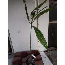 Codiaeum Mortii pot 136 уценка по 550р
