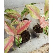 Aglaonema BA-3 Nam Chok стакан