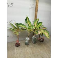 Aglaonema Panama - Pink peach A-95