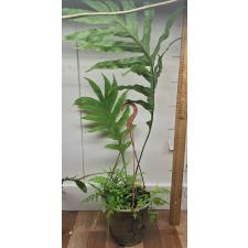 Дринария дуболистная "Пинто" / Drynaria quercifolia 'Pinto' (L)