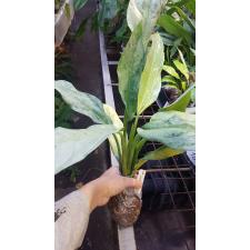 Aglaonema Ngern Tem Baan (Green Splash) 45/1