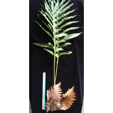 Дринария Дуболитсная "Гиганский лист" / Drynaria quercifolia 'Giant leaf' 90