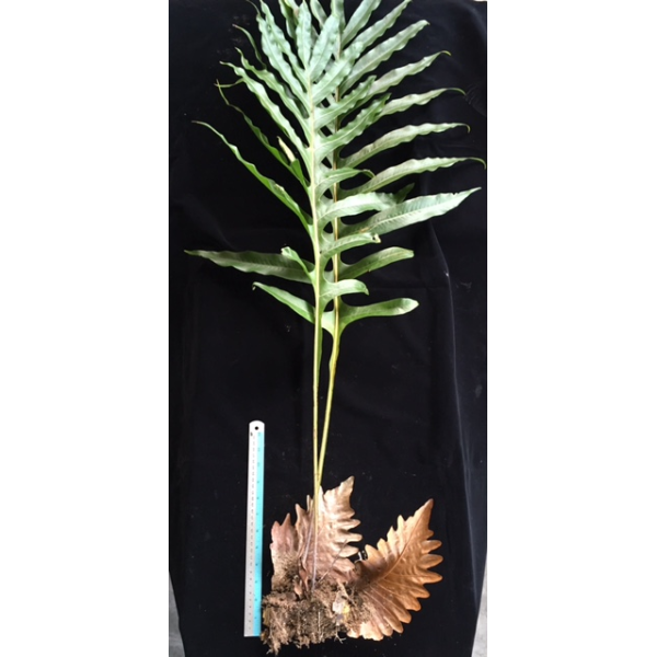 Дринария Дуболитсная "Гиганский лист" / Drynaria quercifolia 'Giant leaf' 90