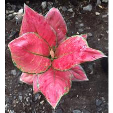 Aglaonema Unyamanee 'Pure Red' (No.2) 147