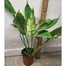 Спатифиллум сп. белая варегатность / Spathiphyllum sp white variegated (L)