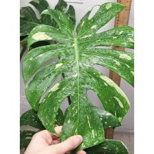 Monstera deliciosa Thai Constellation