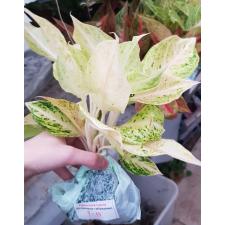 Aglaonema P-13 Lakchaiwhite пакет