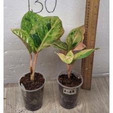 Aglaonema anklet green / Gamlai Yok A-88