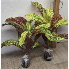Кодиеум Тао вей тус / Codiaeum C-4 Tao way tus