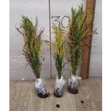 Codiaeum A59 Picasso