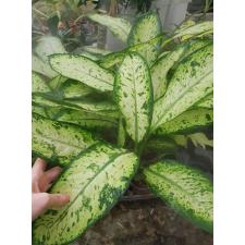 Dieffenbachia sp Hong Hern 900p