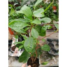 Camellia Sinensis 10 cm pot