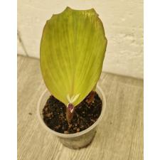 Kaempferia parviflora (черный галангал