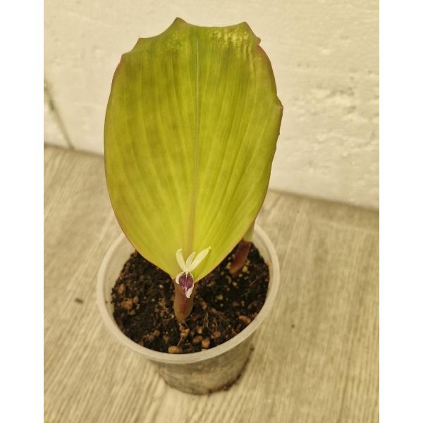 Kaempferia parviflora (черный галангал