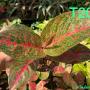 Aglaonema T20 Sub Mongkol