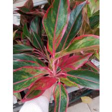 Aglaonema T18 Aurora Red