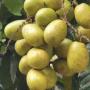 Dimocarpus longan ‘Crystal’ (yellow fruit)(seedling).