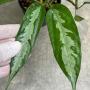 Elatostemma sp.(T04) (long leaf with silver splash)