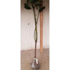 Mangifera indica 'Choke Anan' (grafted) 190