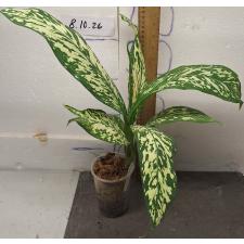 Диффенбахия Вайт Близзард / Dieffenbachia White Blizzard (S)