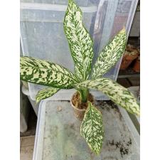 Dieffenbachia White Blizzard стакан s 2200p