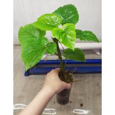 Ficus Umbellata pot 800p