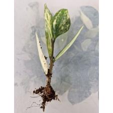 Zamioculcas zamiifolia variegated (short leaf) 1,5" горшок