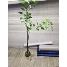 Цитрус рекулата "Ширануй" (Декопон Орандж) / Citrus reticulata 'Shiranui' (Dekopon Orange)