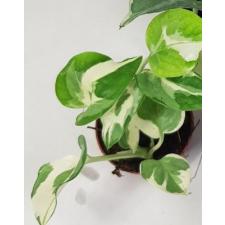 Epipremnum Aureum 'njoy' 