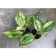 Aglaonema Pride of Pra Ngern 47 (апрель) уценка 1100р