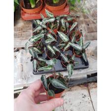 Alocasia X Amazonica Dwarf 7 cm pot