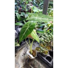 Alocasia micholitziana x sib 3"