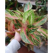 Aglaonema BA-3 ( XL) Nam Chok