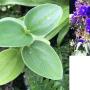 Melastoma sp.(T01) (silver hair leaf) (purple flower)=Tibouchina urvilleana (round leaf)