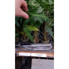 Alocasia portei