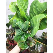 Codiaeum Matchawan 43 (L)