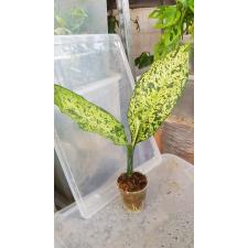 Dieffenbachia Hong Hern (selection) стакан 1500p