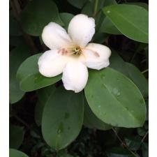 Fagraea ceilanica (short leaf) 194