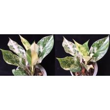 Aglaonema Siam Jade.116