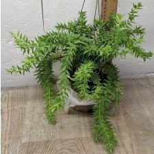 Хиперзия сп. номер 7 / huperzia sp no.7