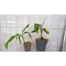 Musa sp до 2,5м
